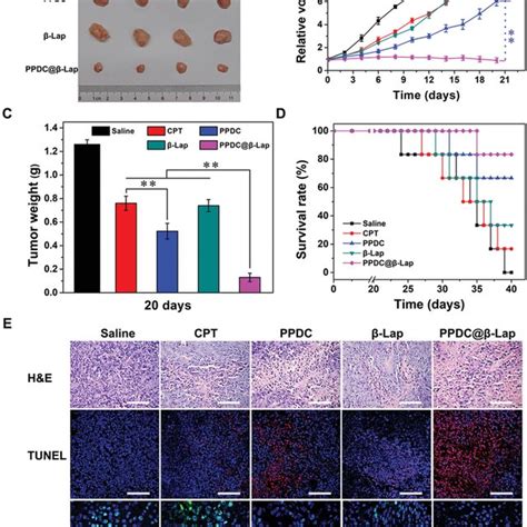 In Vivo Antitumor Effects Of Micelles A Photographs Of The Tumors