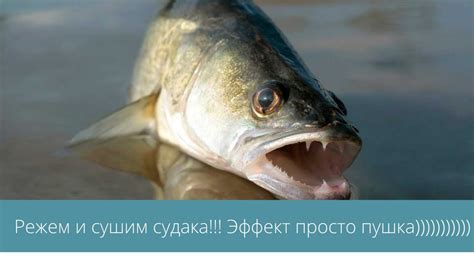 Судак!!! Сухой судак!! не, сушеный судак!!! Короче, смотрите сами ...