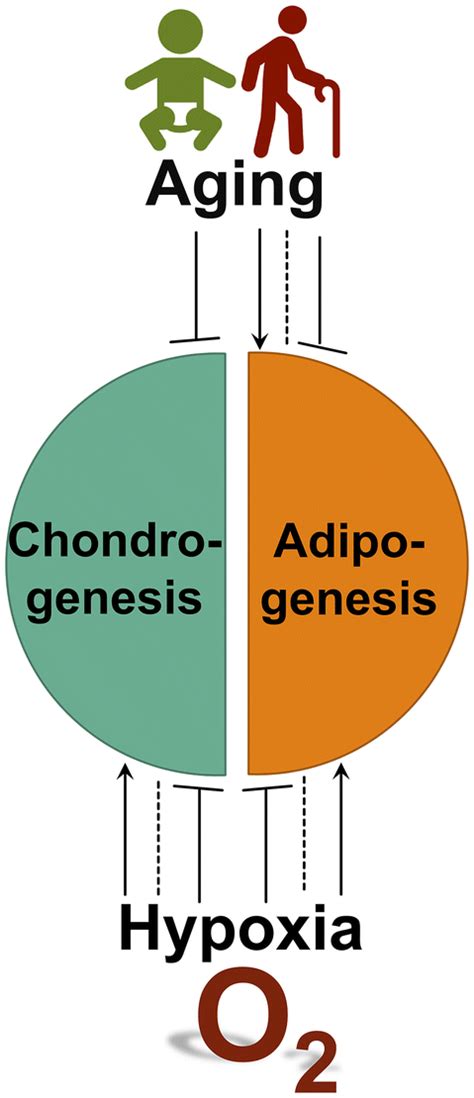 Biological Factors That Regulate Chondrogenic And Adipogenic