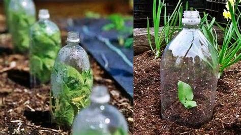 Mini Invernaderos Y Maceteros Con Botellas De Pl Sticas Para Tiempos De