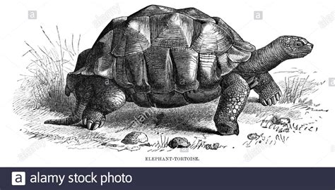 Tortuga de elefante tortuga gigante de Galápagos ilustración vintage