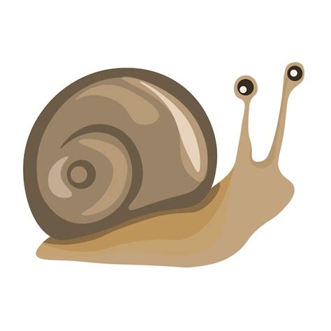 Un Caracol Con Un Fondo Blanco Vector Premium