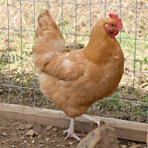 The Chicken Chicks Guide To Backyard Chickens A Review Oak Hill