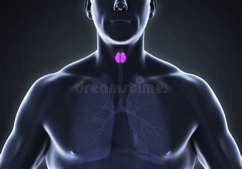 Human Thyroid Gland Anatomy Stock Illustration - Illustration of hormone, cricoarytenoid: 70480423