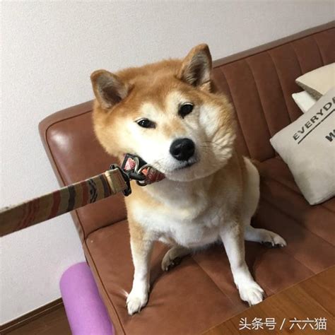 柴犬哪些逗趣的日常 每日頭條