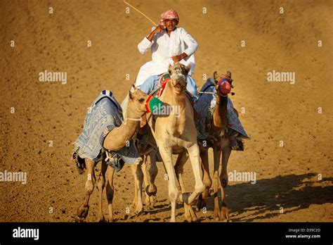 UAE Emirate of Dubai Camel race at Marmoun Stock Photo - Alamy