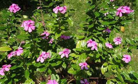 Madagascar Rosy Periwinkle Hd Wallpapers