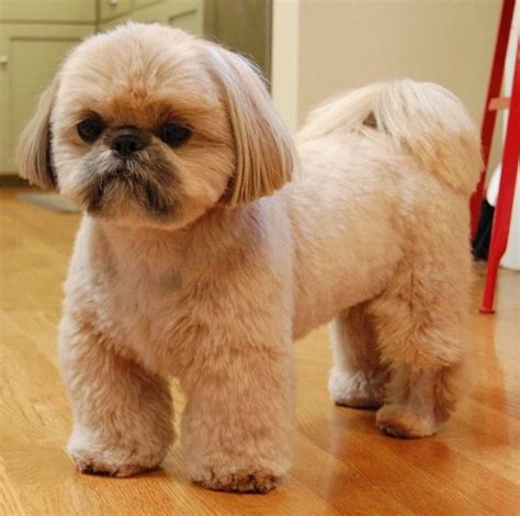 20 Best Shih Tzu Haircuts For Summer Shih Tzu Haircuts 2025 Guide