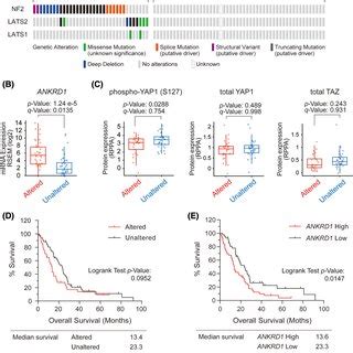 Characteristics Of The Hippo Pathway Gene Alteration Group In The