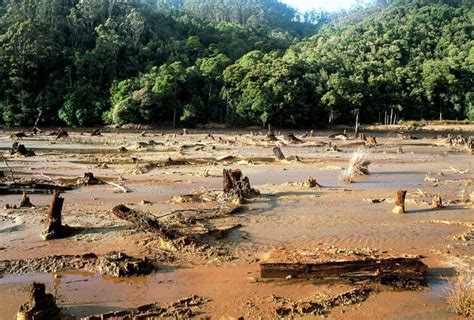 El Impacto Ambiental De La Sobreexplotaci N De Recursos Naturales