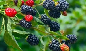 How To Grow Blackberries Explained With Tips Tricks