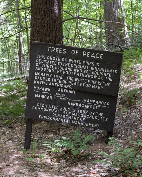 Mohawk Trail State Forest — Gathering Growth