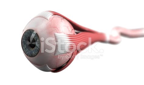 Eyeball With Muscles And Optic Nerve Stock Photo Royalty Free