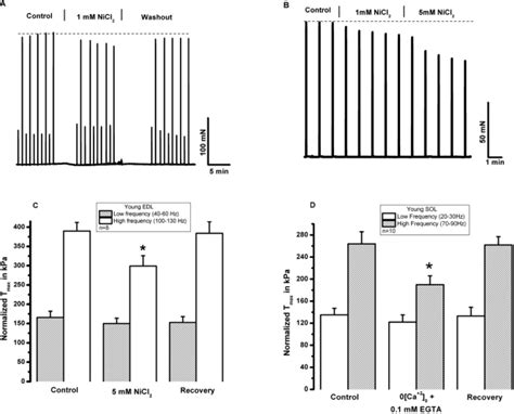 Store Operated Ca2 Entry SOCE Contributes To Normal Skeletal Muscle