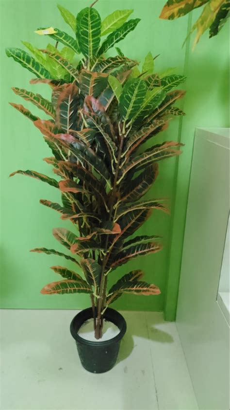 Artificial Rubber Plant At ₹ 2475piece Rubber Plant In Bengaluru