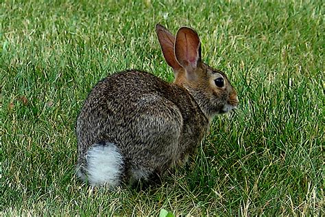 Cottontail Rabbit Facts, History, Useful Information and Amazing Pictures