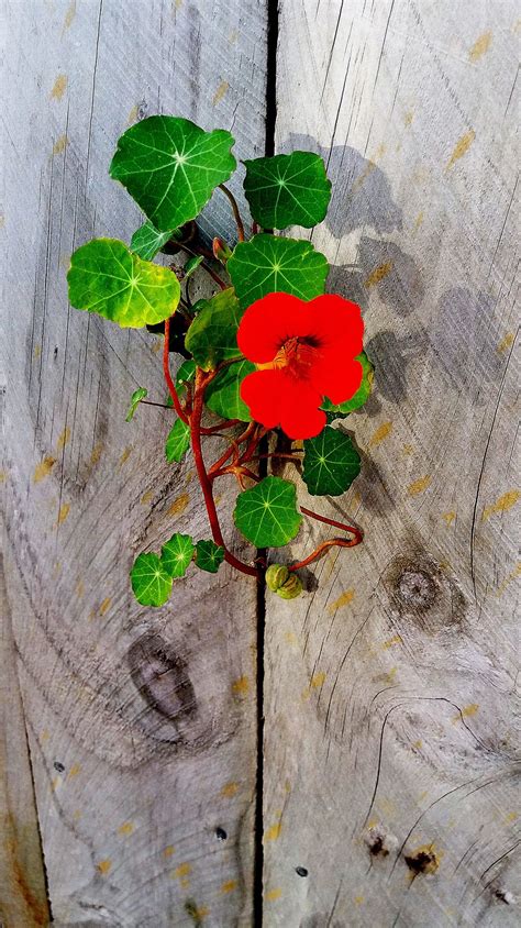 How To Grow Nasturtium Essential Guide To Growing Nasturtium Homes And Gardens