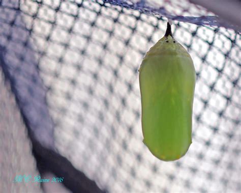 Amazing Journey Part 3 The Chrysalis Stage The Meadowlands Nature Blog