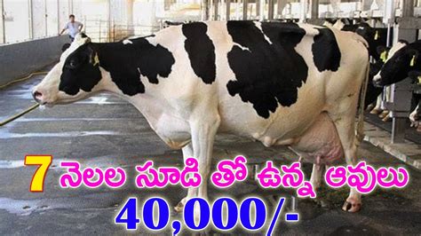 Pregnant Hf Cows For Sale 9588526609 30 Lit Milk Capacity Cows For