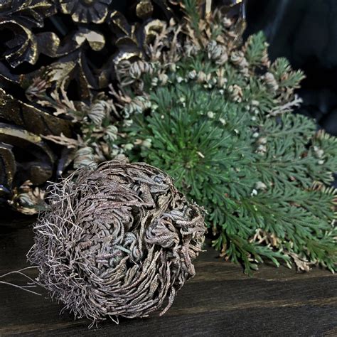 Rose Of Jericho Flower