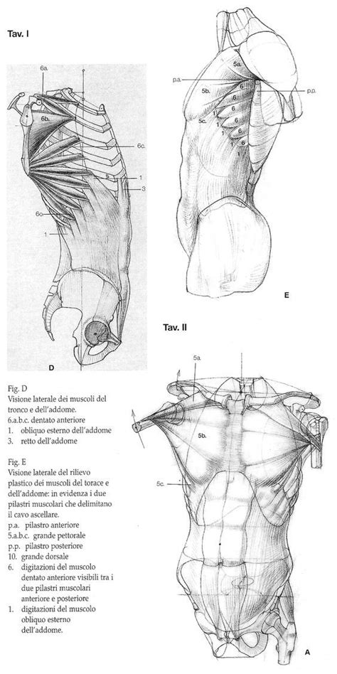 Character anatomy – Artofit