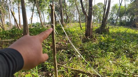 Cara Sederhana Seorang Diri Memancang Sawit Mata Lima Dijamin