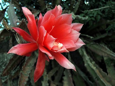 Dama Da Noite Significado Como Cuidar E Plantar Essa Flor Encantadora