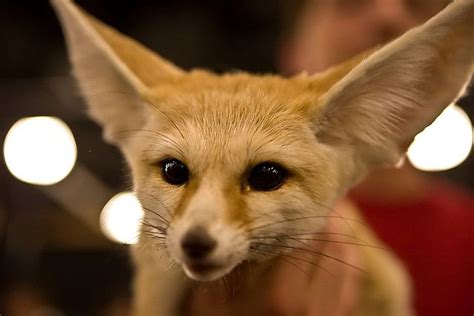 Fennec Fox Pet Wolf Cute Little Animals Fluffy Animals