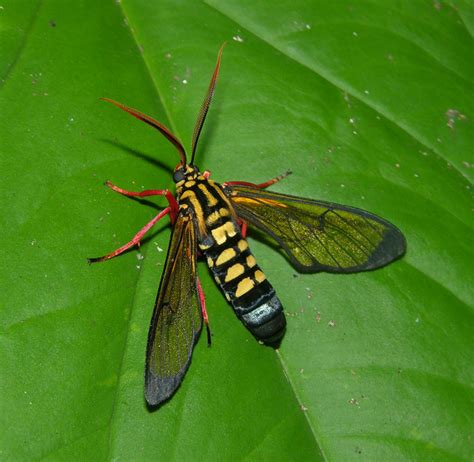 Flickriver Photoset Wasp Mimicry By Arthur Anker