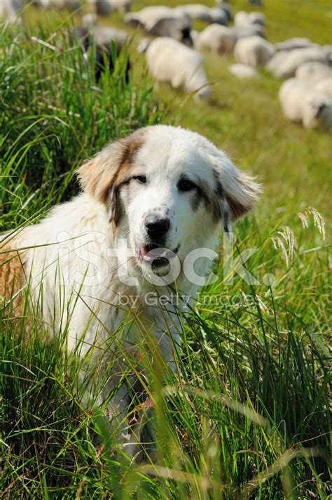 Sheepdog And Sheep Stock Photo Royalty Free Freeimages