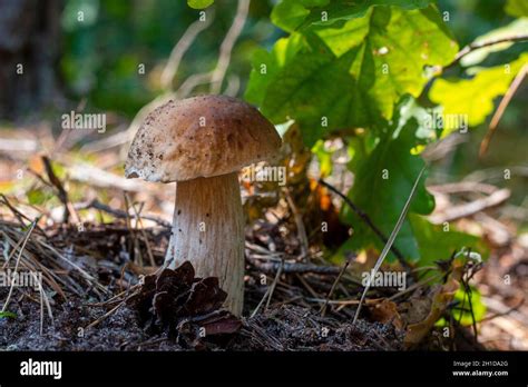 Edible Cep Mushroom Grow In Wood Royal Cep Mushrooms Food Boletus