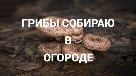 ️ ️ВНИМАНИЕ ️ ️Один из способов размножения грибов на участке - YouTube