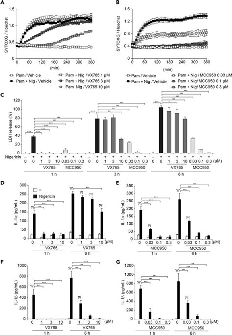 Gsdme Dependent Incomplete Pyroptosis Permits Selective Il 1α Release