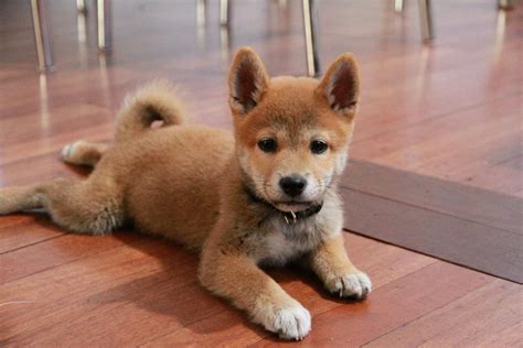 Awesome Shiba Inu Puppy Pictures