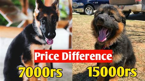 German Shepherd Price Difference Gsd Price Difference Youtube