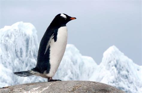 C Maras Acompanharam A Vida Quotidiana Dos Pinguins