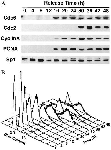 Induction Of Cdc6 In Human Cells During Release From Contact