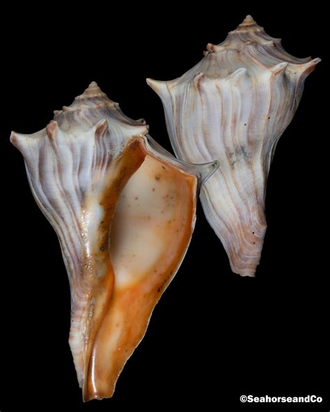 Knobbed Whelk Busycon Carica Gmelin 1791