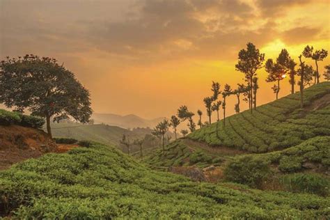 Munnar Tourism, India | Munnar Trip Planner, Munnar Travel Guide & Tips: Triphobo