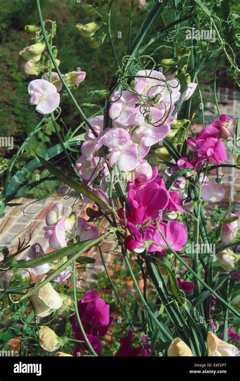 Sweetpeas Hi Res Stock Photography And Images Alamy