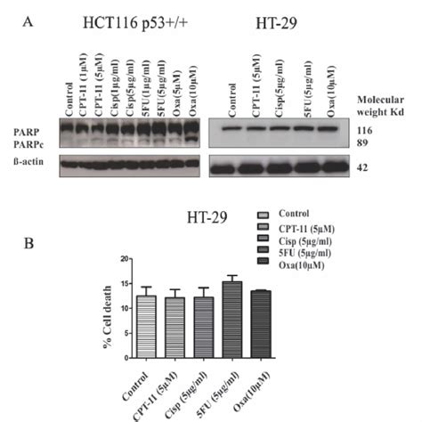 4: Characterization of HCT116 P53+/+ and HT-29 response to CPT-11 ... 
