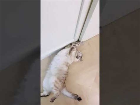 Откуда появились кошки. - YouTube