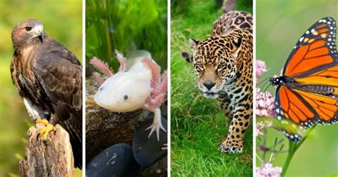 40+ Native Mexican Animals You Probably Don't Know About