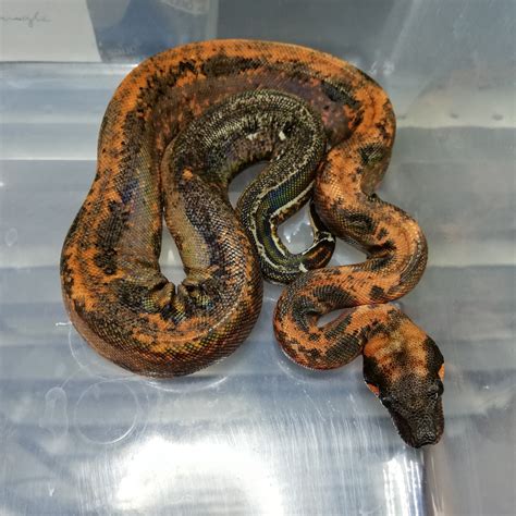 Leopard Boa Constrictor Traits Morphpedia