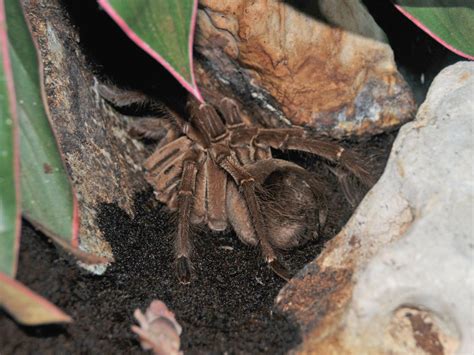 The Online Zoo Goliath Birdeater