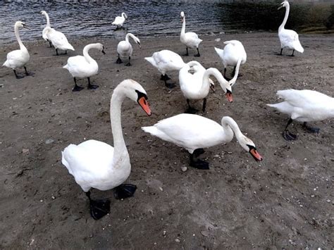 Image Libre Oiseaux La Faune Oiseaux Deau Lac Eau Cygne Blanc