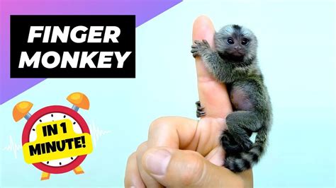 Finger Monkey Pygmy Marmoset 🐒 The Smallest Primates In The World 1