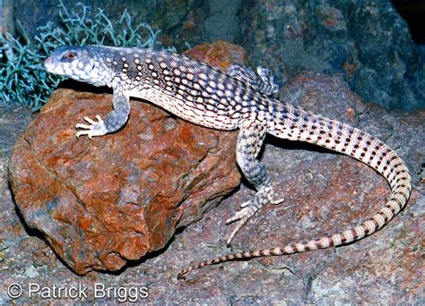 Northern Desert Iguana Dipsosaurus Dorsalis Dorsalis