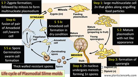 Life Cycle Of Plasmodial Slime Molds Simple Step Wise Explanation