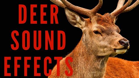 Deer Sound Effects Deer Sounds Youtube